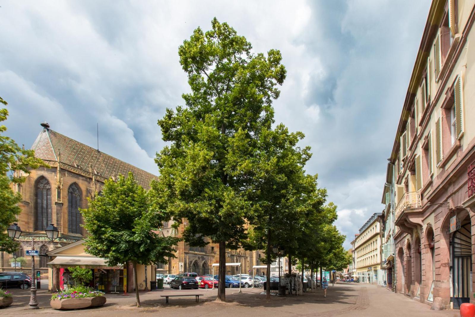 Le Griffon Lägenhet Colmar Exteriör bild
